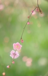 Close-up of pink flowers