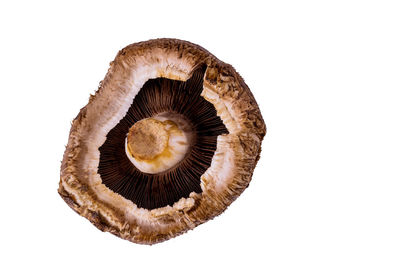 Close-up of mushroom growing against white background