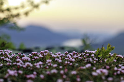 Close-up of purple flowering plants on field