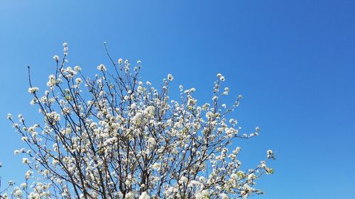 Low angle view of tree against clear blue sky