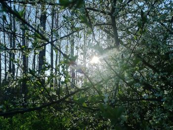 Low angle view of trees against sky