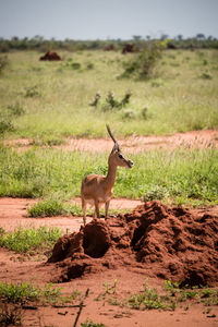 Antelope standing on field