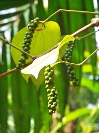 Close-up of fruit growing on tree