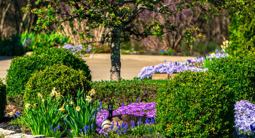 Purple flowers growing on tree