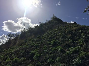 Low angle view of trees against sky