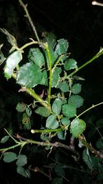 Close-up of plants