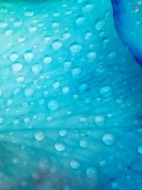 Close-up of water drops on blue surface