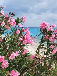 Close-up of pink flowering plants by sea against sky