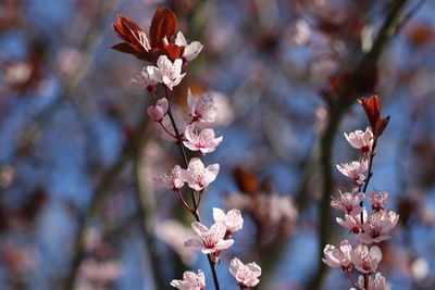 Close-up of cherry blossom