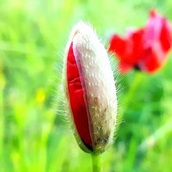 Close-up of red flower