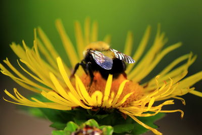 Close-up of bumblebee pollinating on yellow dandelion 