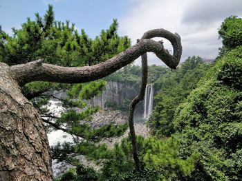 Low angle view of trees in forest against sky with waterfall in the background