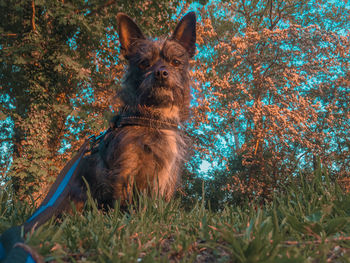 Portrait of a dog looking away