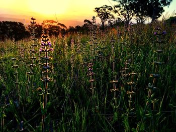 Plants growing on field against sky during sunset
