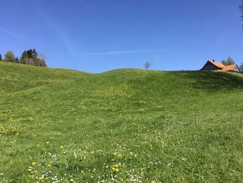 Scenic view of field against clear blue sky