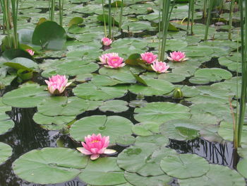 Close-up of lotus water lily in pond