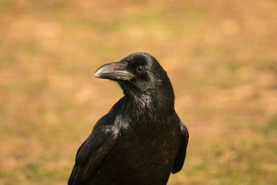 Close-up of a bird