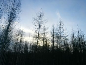 Low angle view of trees against sky at sunset