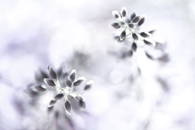 Close-up of flowers against sky