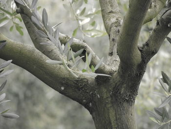 Close-up of lizard on tree