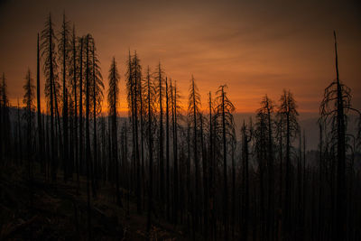 Burned burned trees from wildfire in california near yosemite.