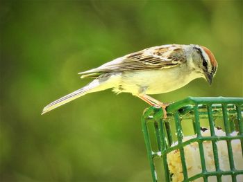 Close-up of bird perching on a feeder