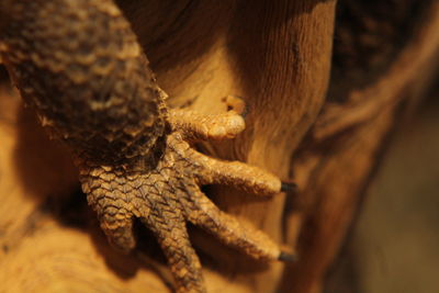 Close-up of a lizard