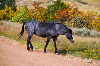 Side view of horse walking on dirt road