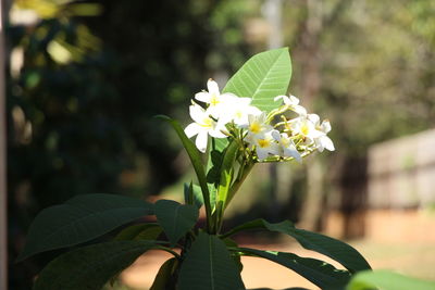 Close-up of white flowers