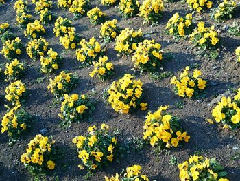 Yellow flowers growing on field