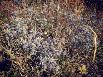 High angle view of plant on field