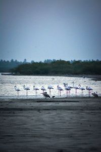 Birds on beach against clear sky