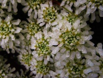 Full frame shot of white flowering plants