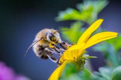 Close-up of honey bee pollinating on yellow flower