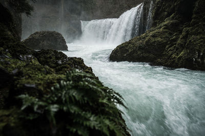 Scenic view of waterfall in forest