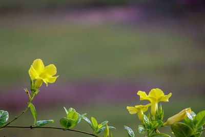 Close-up of yellow flowering plant