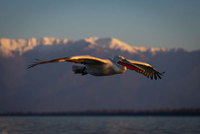 Bird flying against sky