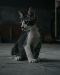 Cat sitting on floor