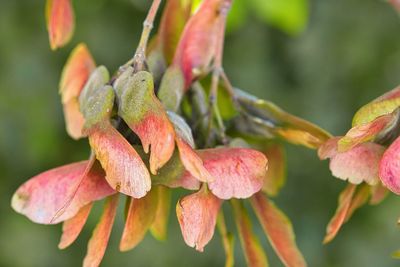 Close-up of pink flowering plant