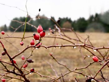 Close-up of red berries on tree