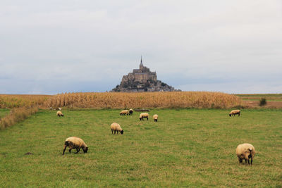 Settlement behind green fields with sheep