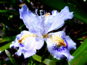 Close-up of flower blooming outdoors