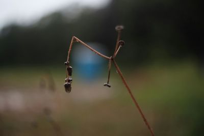 Close-up of insect