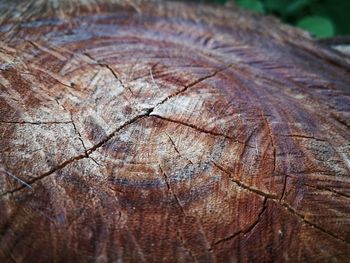 Close-up of tree stump in forest