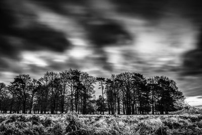 Trees against sky