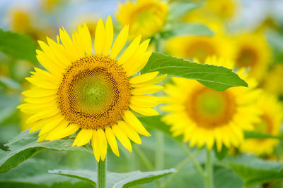 Close-up of sunflower