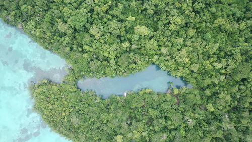 High angle view of green leaf on water