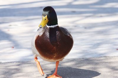 Close-up of bird on land