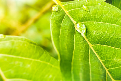 Close-up of leaf