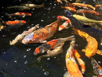 High angle view of koi carps swimming in pond